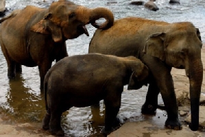 elephants